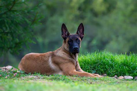 Obrázok ukazujúci profil Malinois a jeho výraz