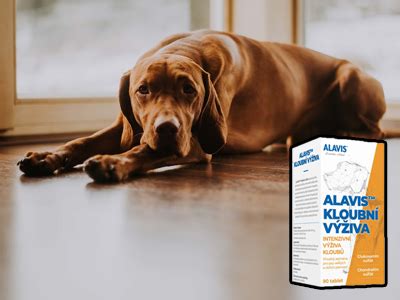 Zdravotné problémy bežné u veľkých plemien psov