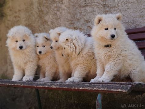 Samojed šteniatka v rôznych fázach rastu