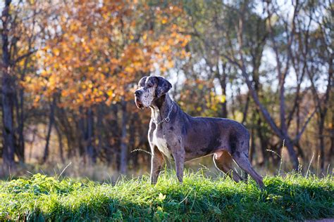Zdravotné problémy nemeckej dogy