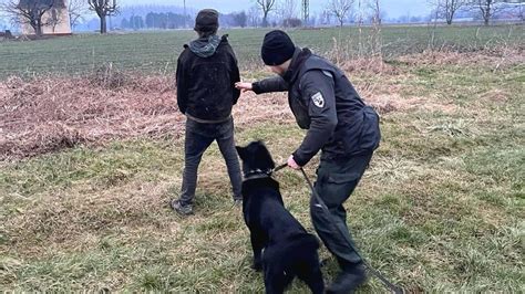 Pes sledujúci pachovú stopu