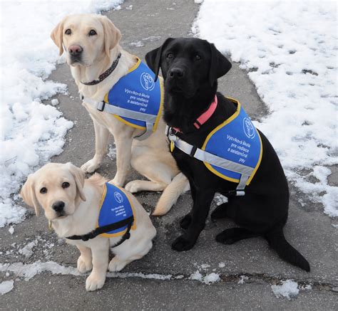 Výcviková škola pre vodiace a asistenčné psy