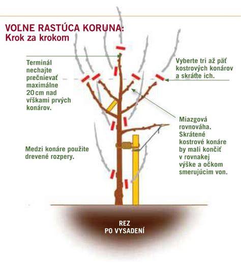Príklad správneho rezu josty a výchovného rezu