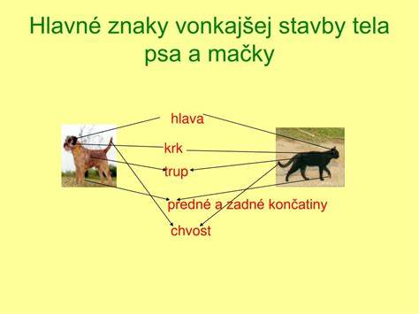 Infografika: Jazyk tela psa - znaky dôvery, strachu a bolesti