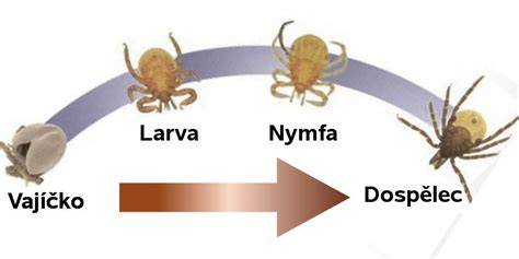 Kliešte - infografika cyklus života a štádiá (larva, nymfa, dospelý)