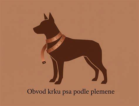 Schéma správneho merania krku psa a dĺžky obojka