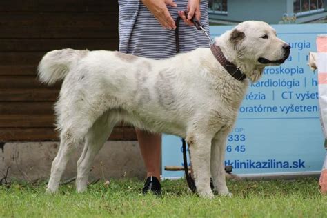 Pes stredoázijský ovčiak