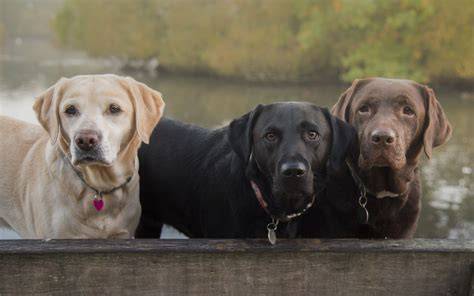 Grafika: Farebné varianty Labradora a ich rozdiely