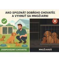 Infografika: Zodpovedný výber chovateľa maltézskeho psíka