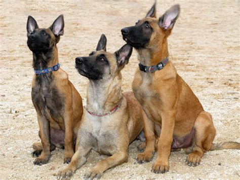 Belgický ovčiak Malinois - štandard