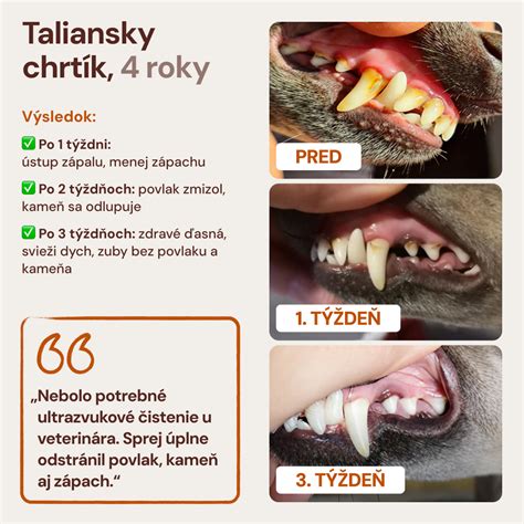 starostlivosť o dlhosrstého stavača - česanie a kúpanie