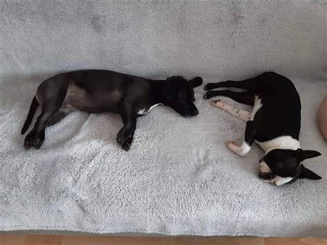 Pes a mačka v obývačke