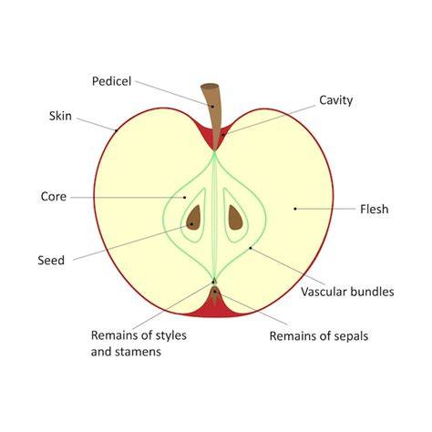 Diagram očného jablka ilustrujúci možné posuny šošovky a glaukóm