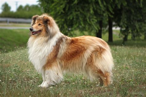 Štruktúra srsti dlhosrstého škótskeho ovčiaka