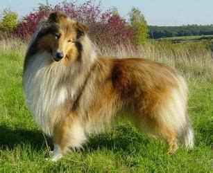 Mapa pôvodu plemena škótsky ovčiak