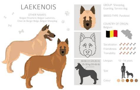 Infografika o starostlivosti srsťou austrálskeho ovčiaka