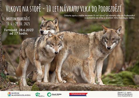 Štandardné plemená podobné vlkovi - koláž