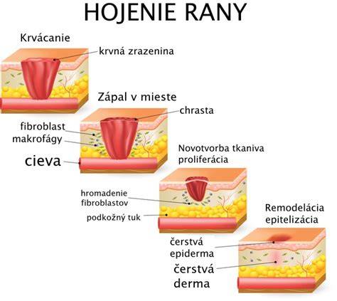 zápal a infekcia rany na labke - schéma