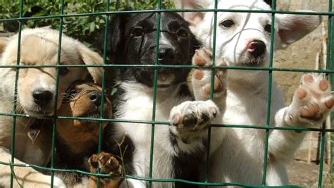 Šteniatka v množiarni