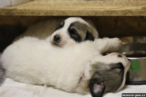 Porovnanie psa s PP a bez PP