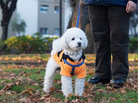 Majiteľ komunikuje s trénerom psov