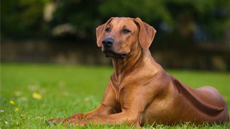 Ridgeback s typickým hrebeňom srsti na chrbte