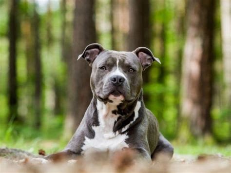 Americký stafordšírsky teriér ako rodinný pes