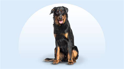 Beauceron_prehľad_farby_labiek