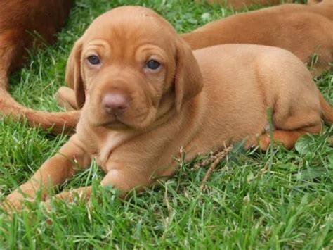 Maďarský stavač - vizsla, krása srsti a elegancia tela