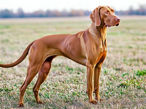 Krátkosrstá vizsla so zlatohnedým sfarbením
