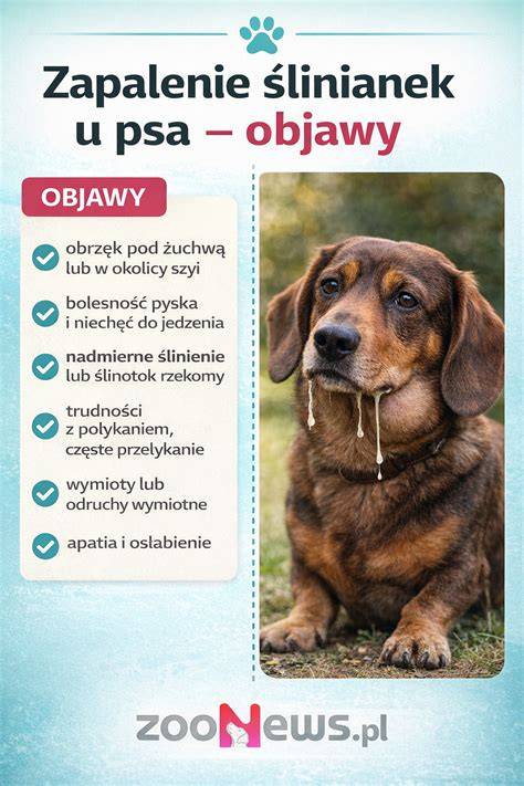 Infografika typov vrčania psa a typických signálov tela
