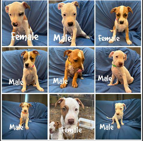 amstaff-vzhľad-a-vlastnosti
