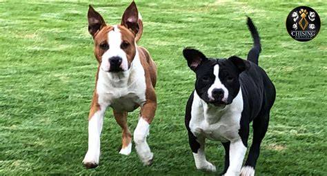 historia-plemena-amstaff