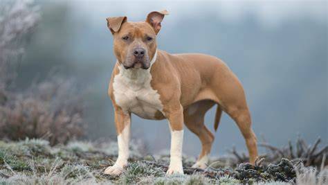 starostlivost-o-amstaff