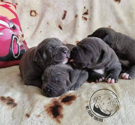 amstaff-sosializacia-deti-zvierata