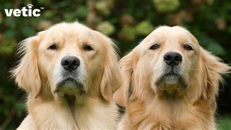 Infografika: Rozmery a proporcie labradora (výška vs. hmotnosť) - <tagimg>čokoládový labrador - rozmery