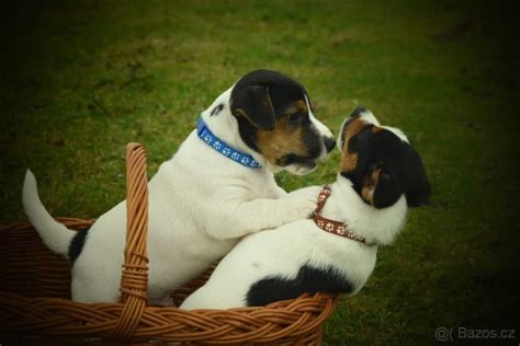 Jack Russell Teriér s rodinou