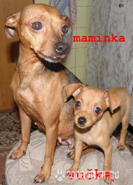 Šteniatka srnčieho ratlíka