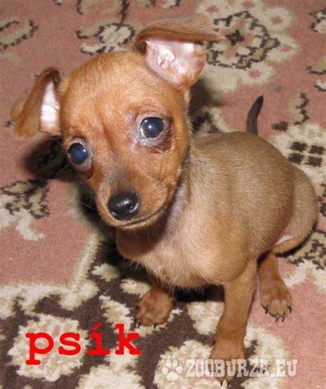 Šteniatko srnčieho ratlíka v oblečku