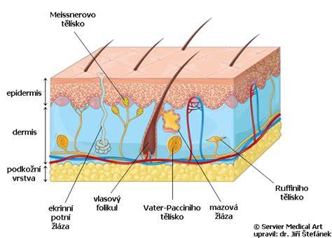 Diagram principu uvolňovania účinných látok Foresto z obojku do srsti a kože