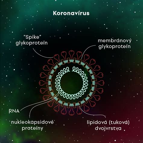 Infografika: Ako funguje očkovanie a čo znamená immunita pamäťových buniek