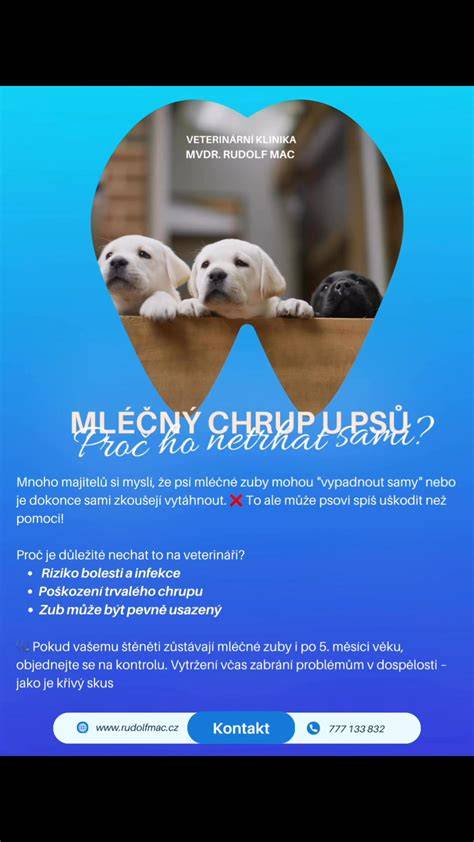 Infografika znázorňujúca vývin mliečneho a trvalého chrupu psa a mačky