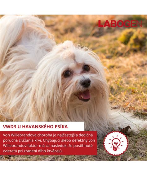 Štruktúra srsti bišona havanského