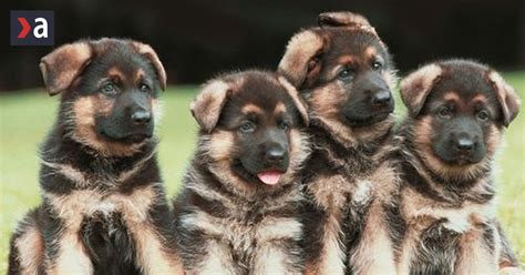 Šteňatá nemeckého ovčiaka