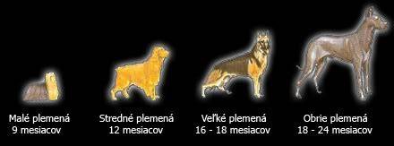 Infografika: Štádia vývoja šteniat od narodenia po dospelosť