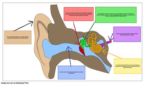 Štruktúra psieho ucha
