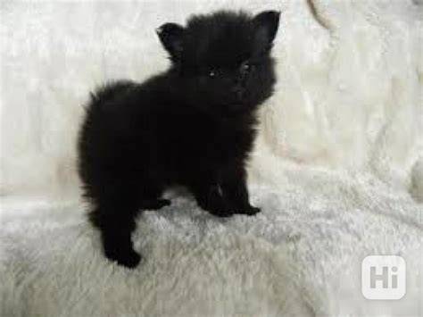 Fotografia Pomeranian s typickou hrivou a hustou srsťou