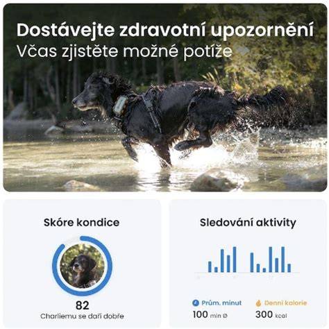 Schéma výživy psov podľa veľkosti a aktivity