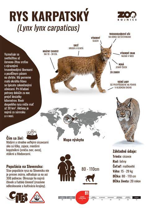 Infografika: Všeobecné informácie o čiernom francúzskom buldočkovi, vrátane dĺžky života, hlavných zdravotných problémov a starostlivostných bodov