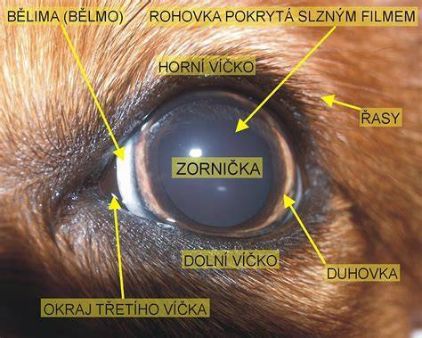 Schéma liečebného postupu pri kožných a ušných kvasinkových infekciách psa